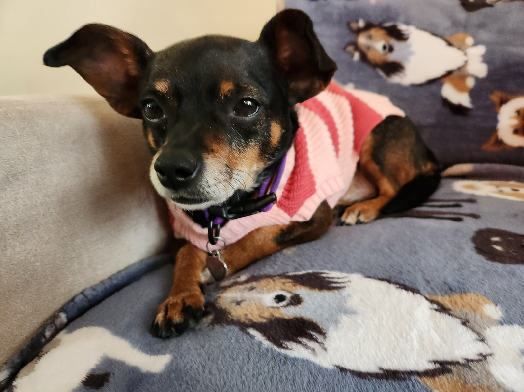[PokeCommunity.com] Pet Picture Thread