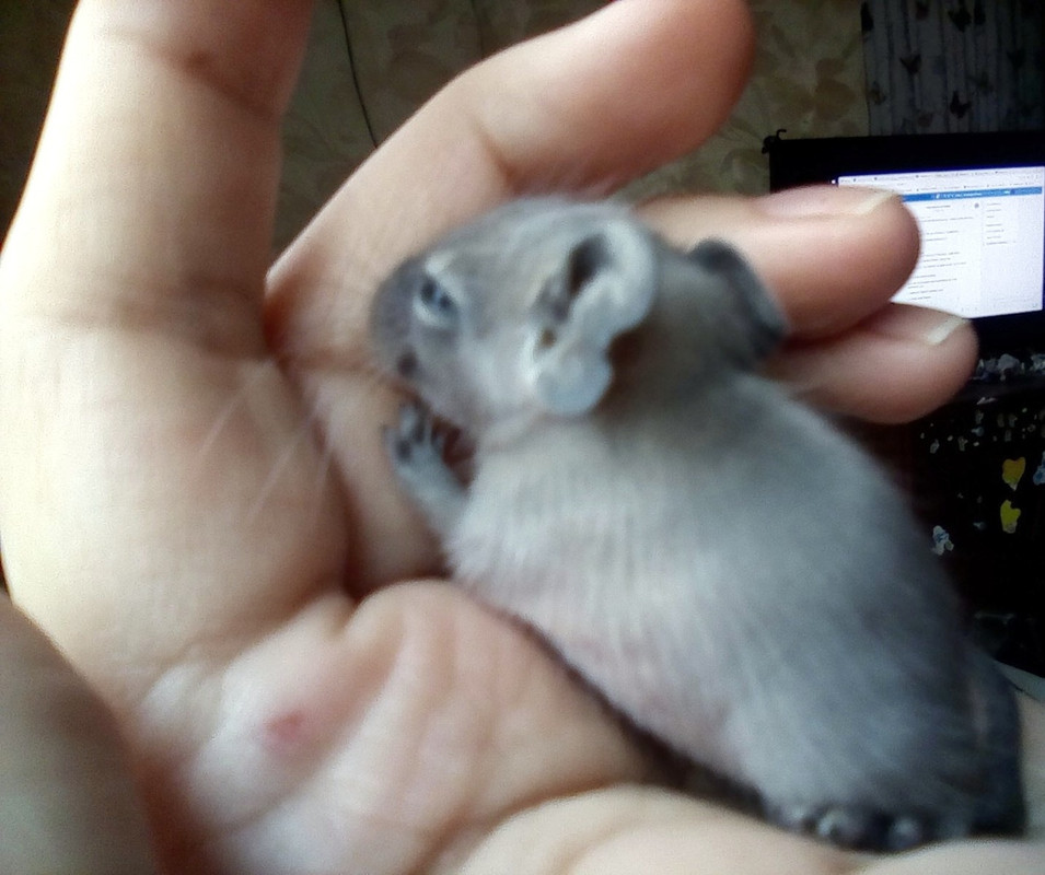 Армелия голуб