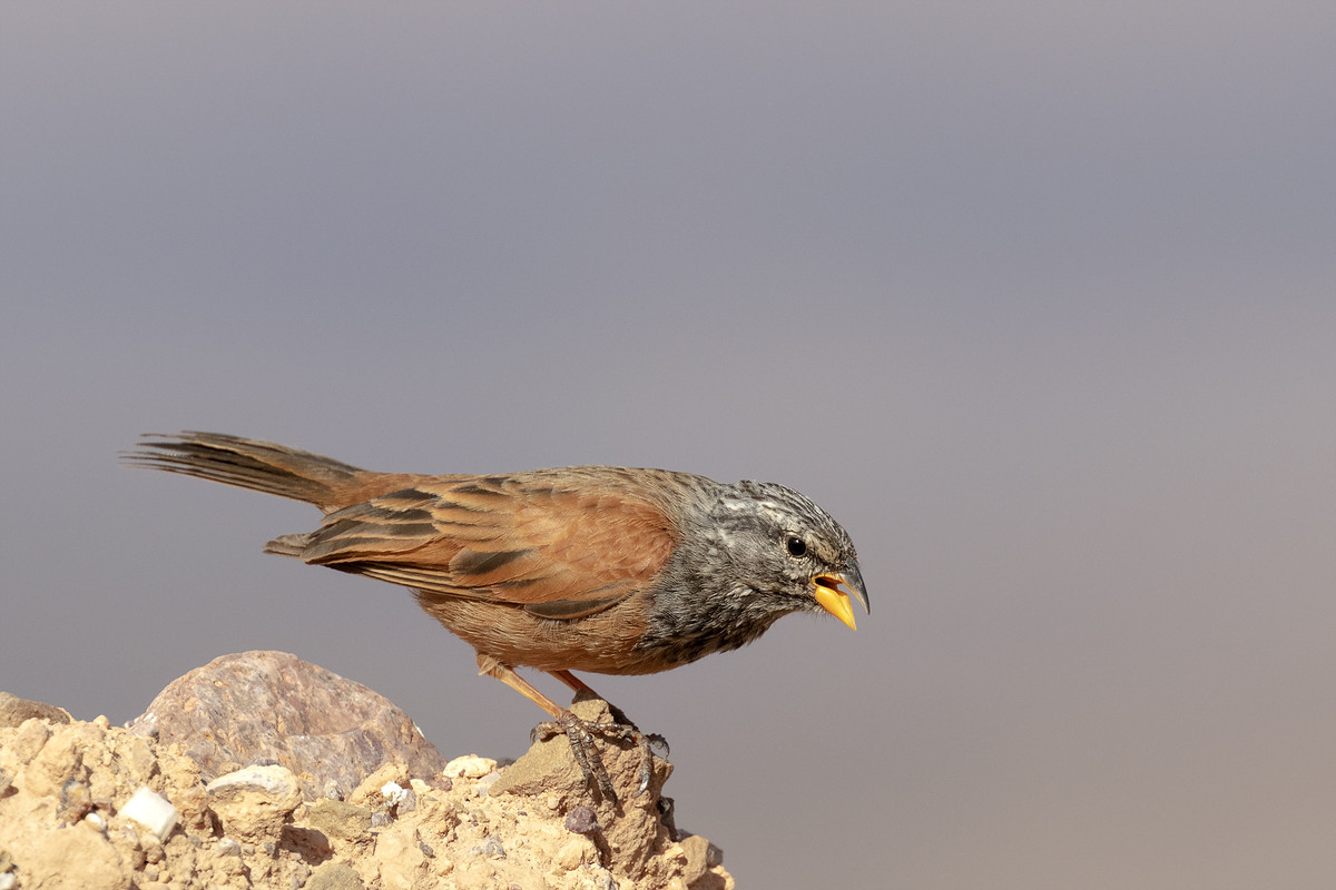 EOS 80D201903279999_52 Zigolo delle case