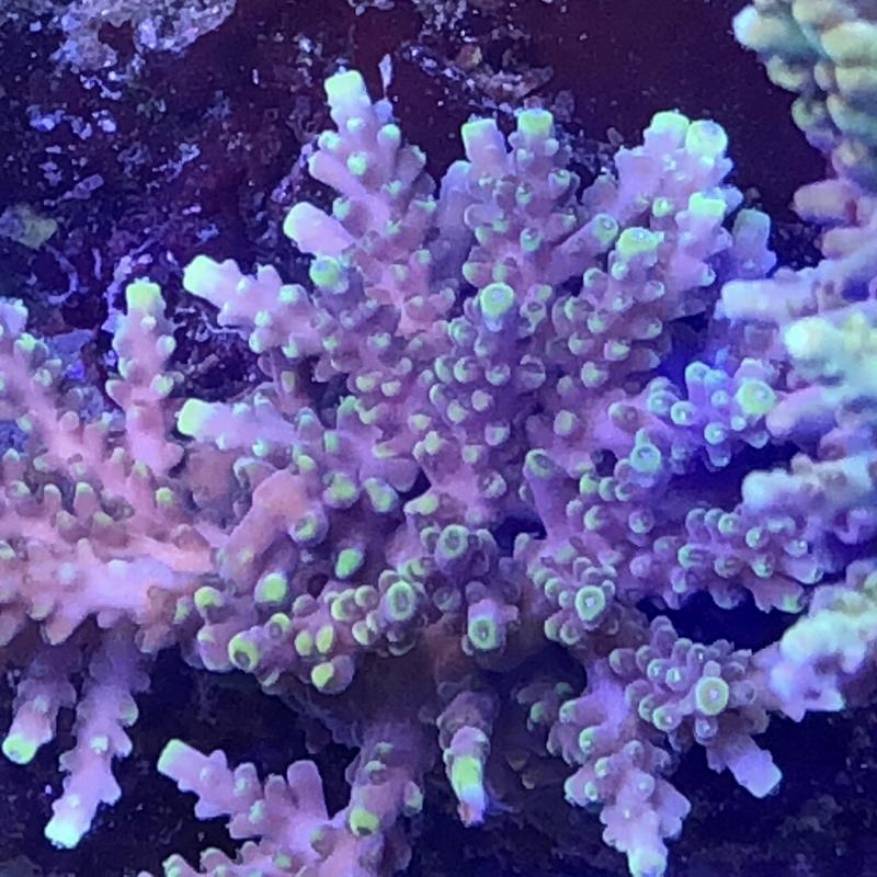 ECAC74A5-41F6-4B76-8717-410D81236C49