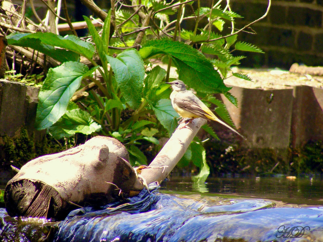 Bird-waterfall-HD.jpg