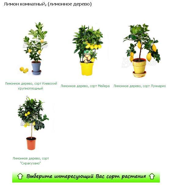 Безымянный