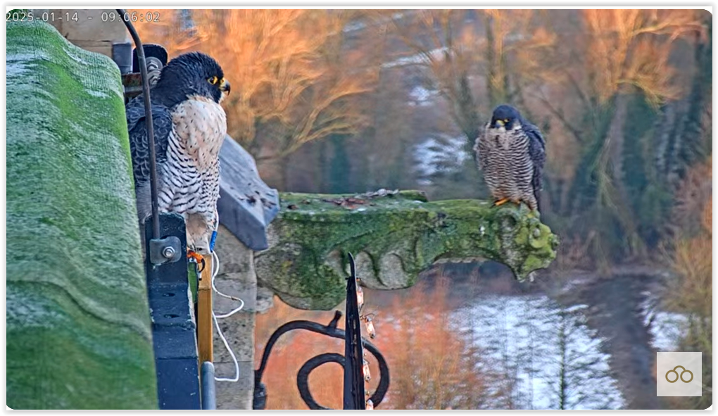 Screen Shot 01-14-25 at 09.09 AM 003