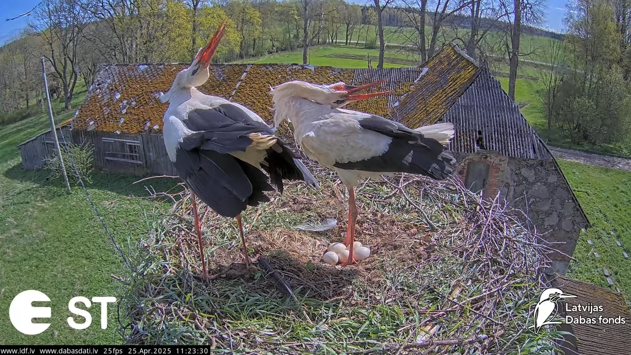 (26) Baltie stārķi (Ciconia ciconia) Tukuma novadā __ White storks in Tukums, Latvia - YouTube - 569