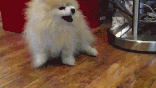 giphy-17.gif