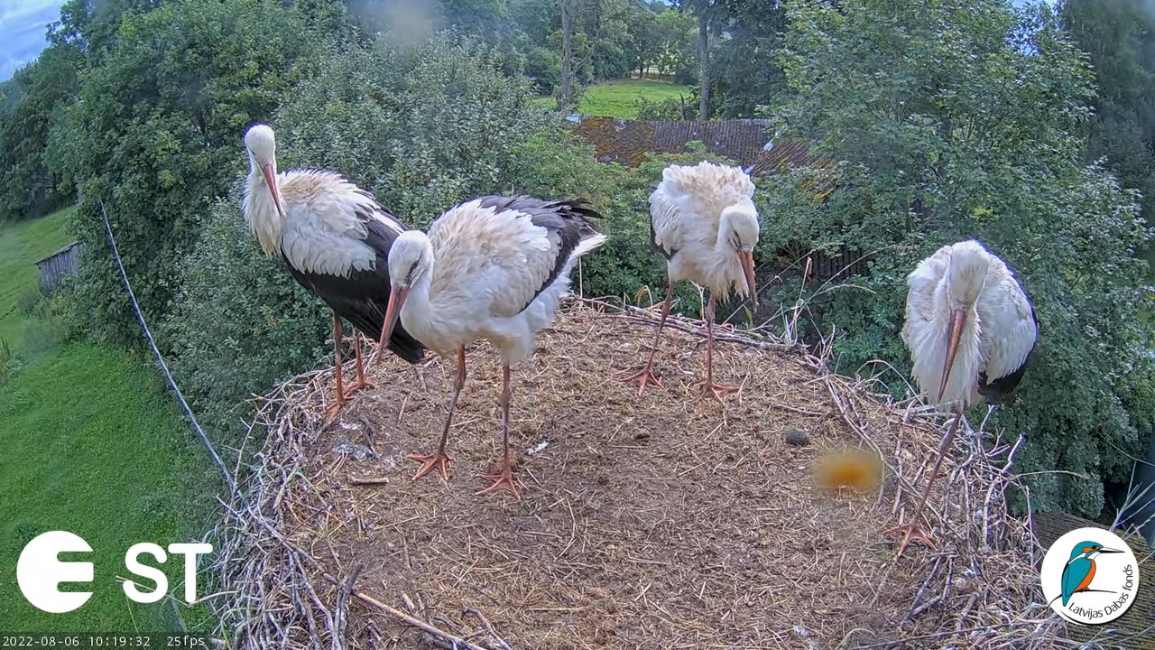 Baltie stārķi (Ciconia ciconia) Tukuma novadā - LDF tiešraide __ White storks in Tukums, Latvia 12-1