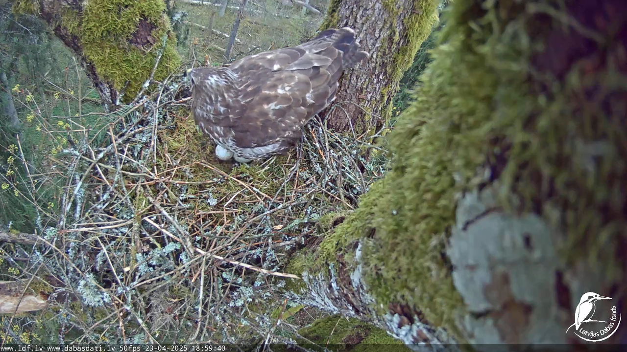 Melnās klijas (Milvus migrans) Kurzemē_ peļu klijāni (Buteo buteo) 7-46-55 screenshot