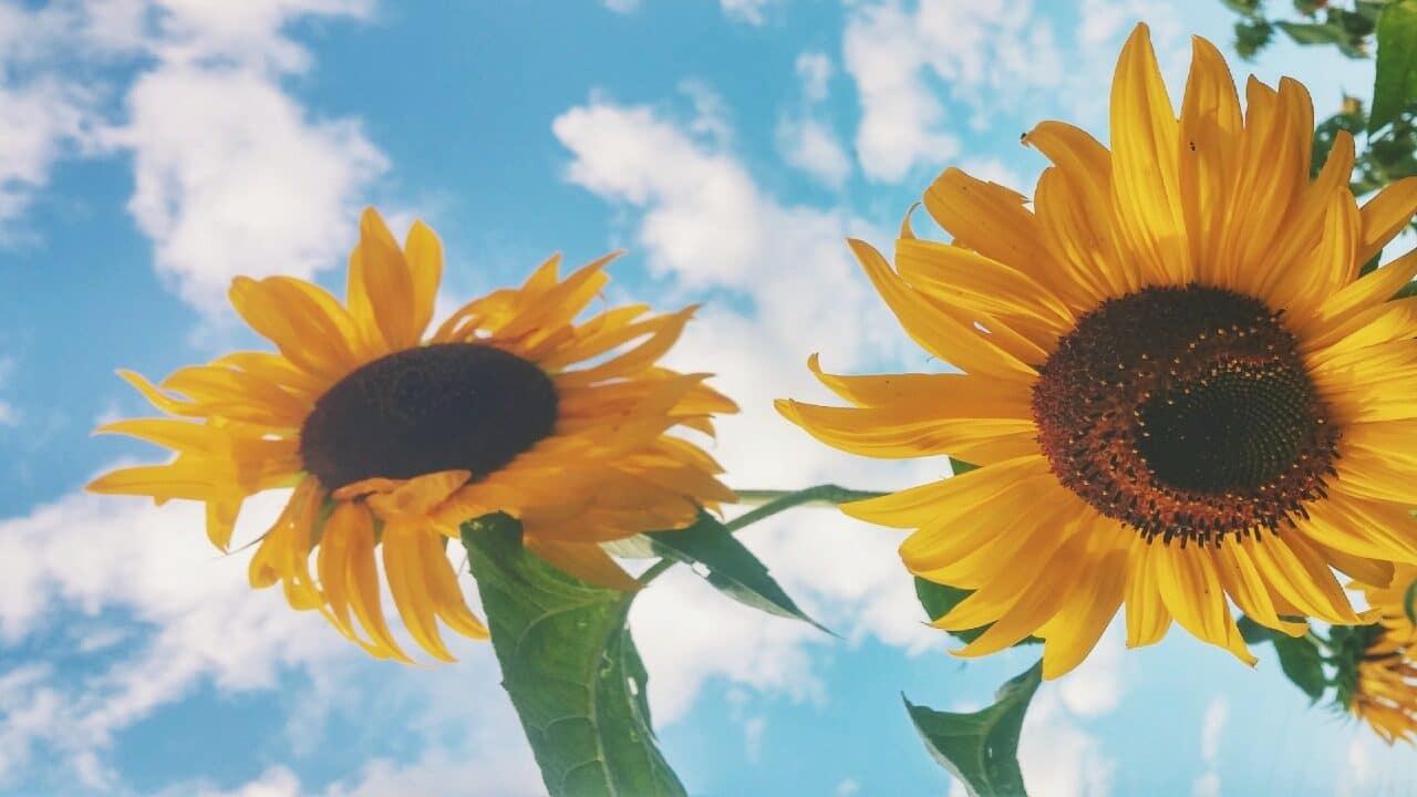 Equinoccio de primavera 2022: ¿Cuándo empieza y qué significa?