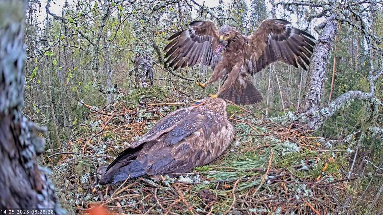 Väike-konnakotkas __ Clanga pomarina __ Lesser Spotted Eagle 10-47-8 screenshot