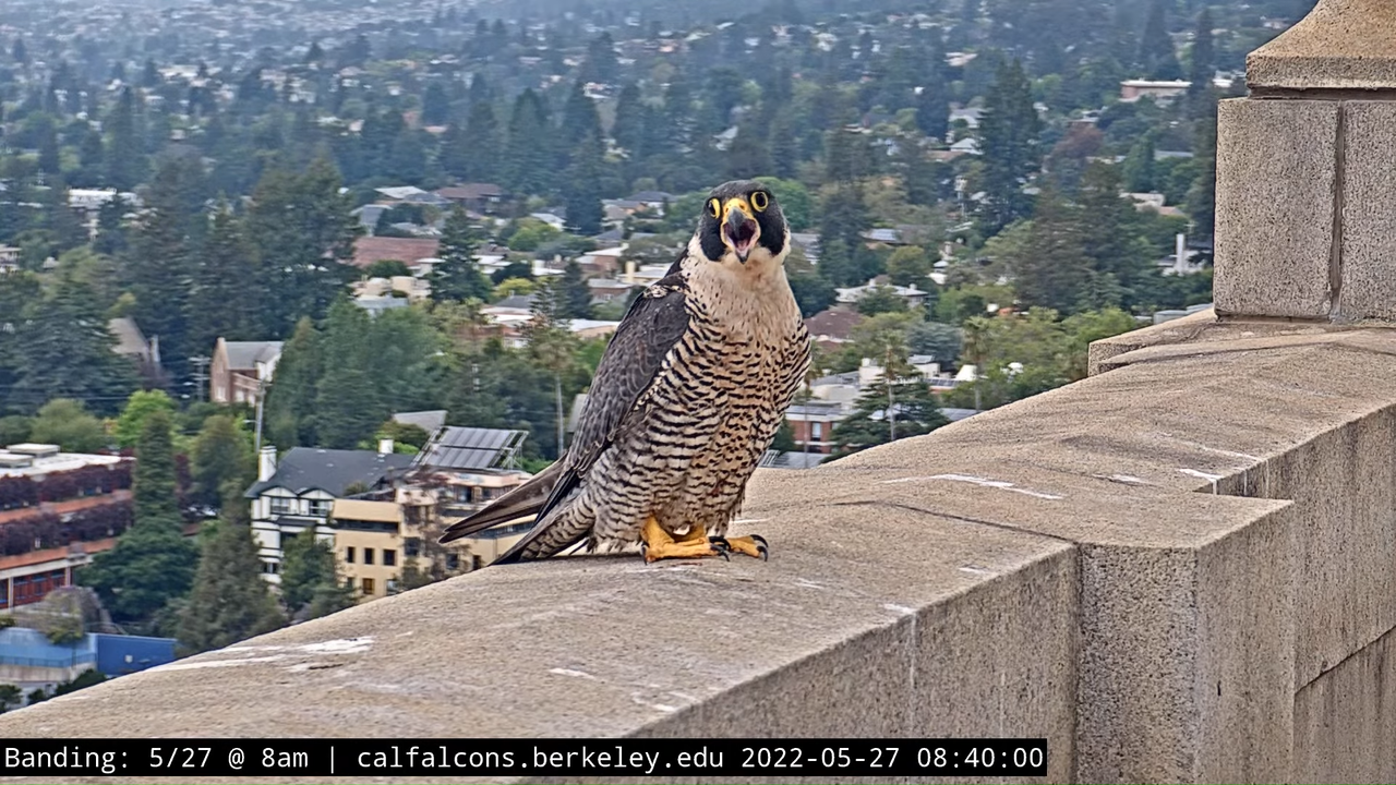 5-27-22 Banding (Raw West Footage) 30-10 screenshot