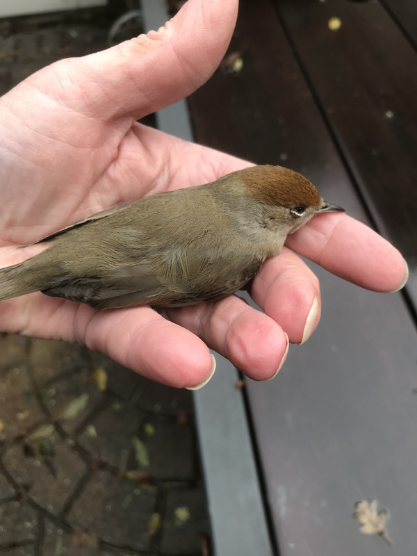 541E8FFF 7716 4288 ADFE 4C5466B33D0D