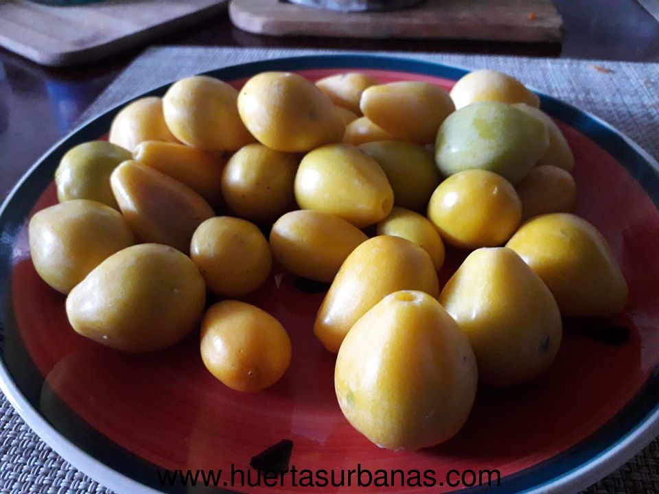 huertasurbanas_com_20191227_130513aguai_dulce-4