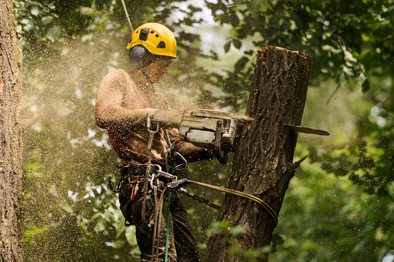 Tree Removal