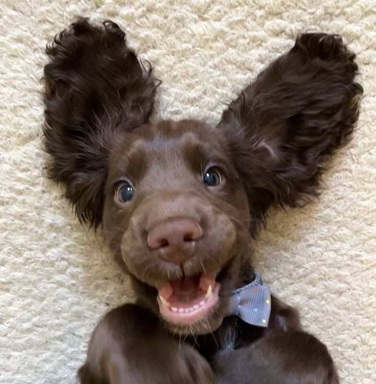 A picture of Anya facing the camera