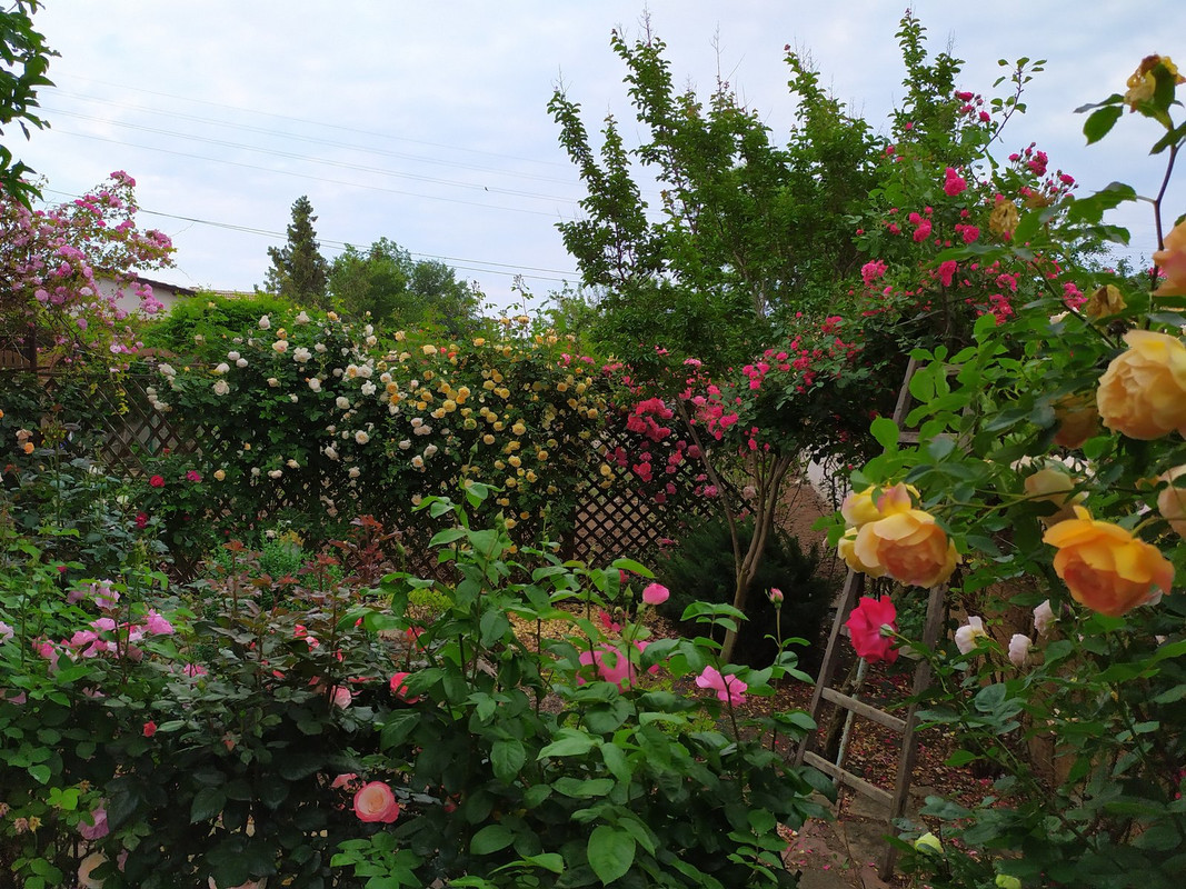 IMG_20210530_183828