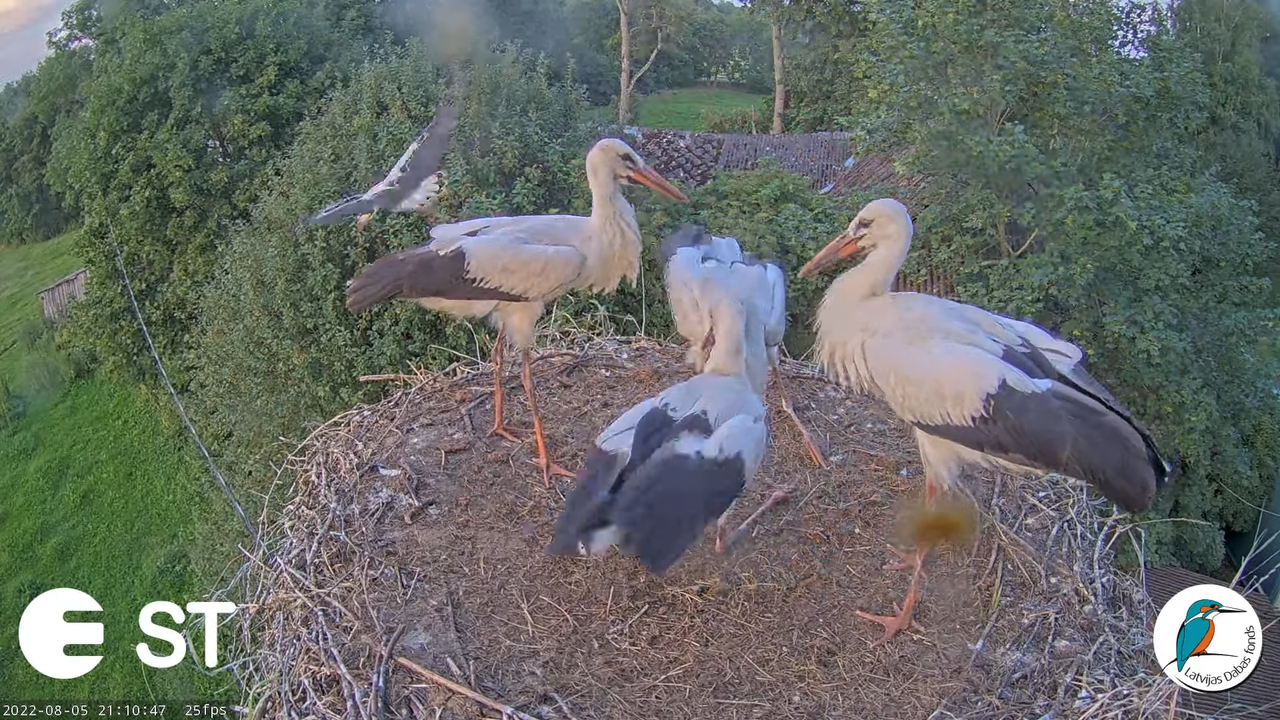 Baltie stārķi (Ciconia ciconia) Tukuma novadā - LDF tiešraide __ White storks in Tukums, Latvia 12-1