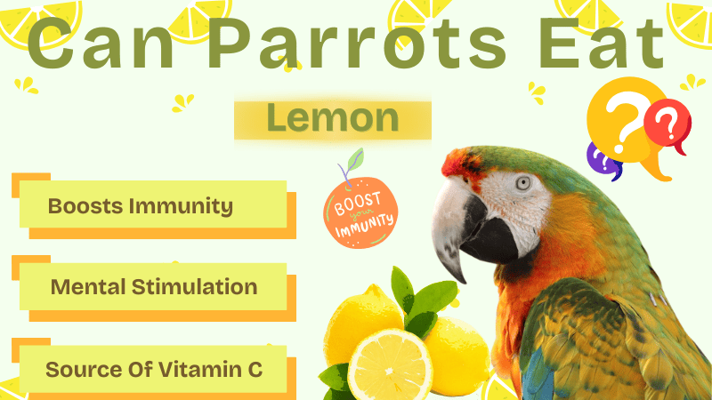 Can Parrots Eat Lemons Can Parrots Eat Lemons