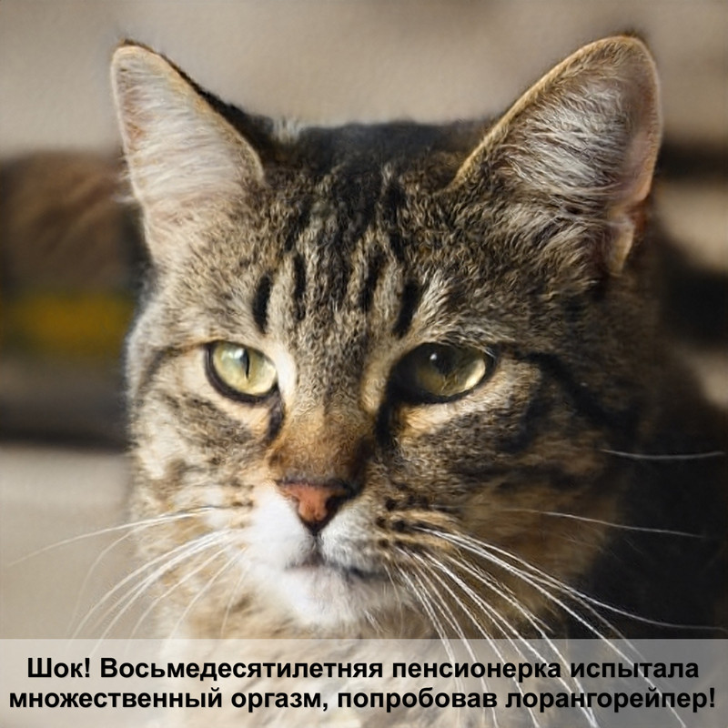 кошки лезет шерсть клоками