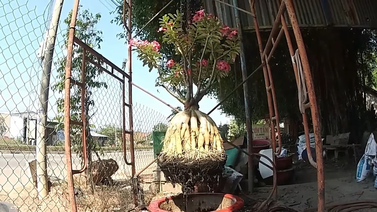 adenium-high-roots-with-flowers.jpg