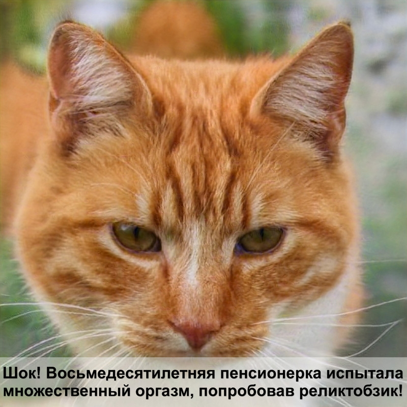 фото кошки и собаки