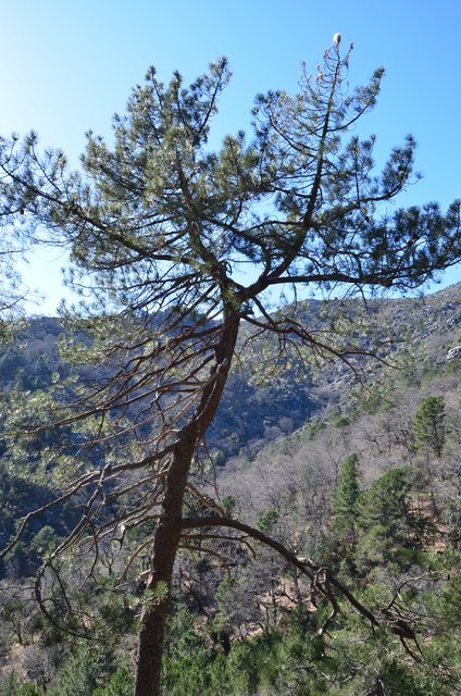 RUTA EMBALSE DEL HORCAJO Y GARGANTAS DEL VALLE DEL TIETAR-20-2-2016-AVILA - Paseando por España-1991/2016 (49)