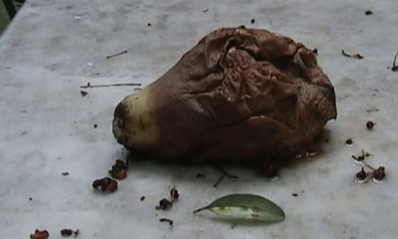 vlcsnap-2024-01-28-10h06m34s970