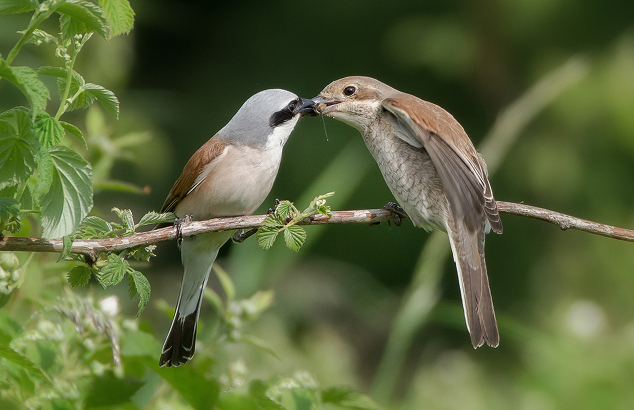 Het mannetje van de Grauwe Klauwier zorgt goed voor zijn vrouwtje.