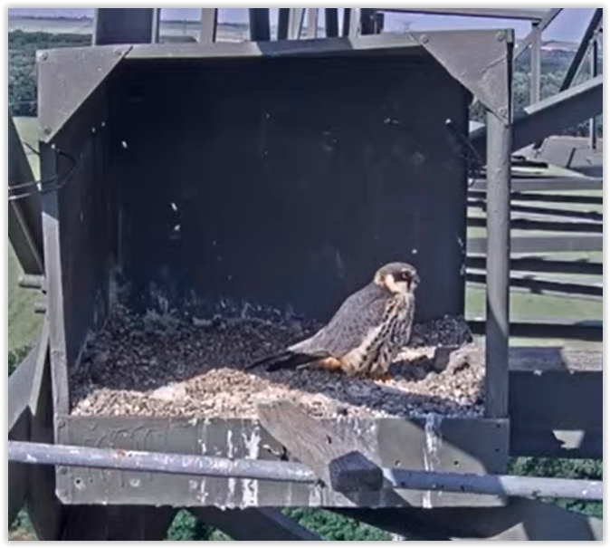 Screen Shot 05-31-22 at 04.40 PM 001