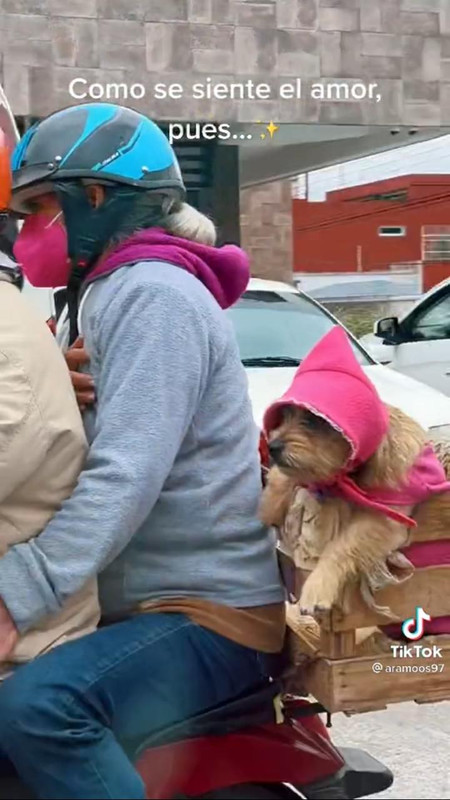 Motociclista se hizo viral en TikTok por transportar a su perrita