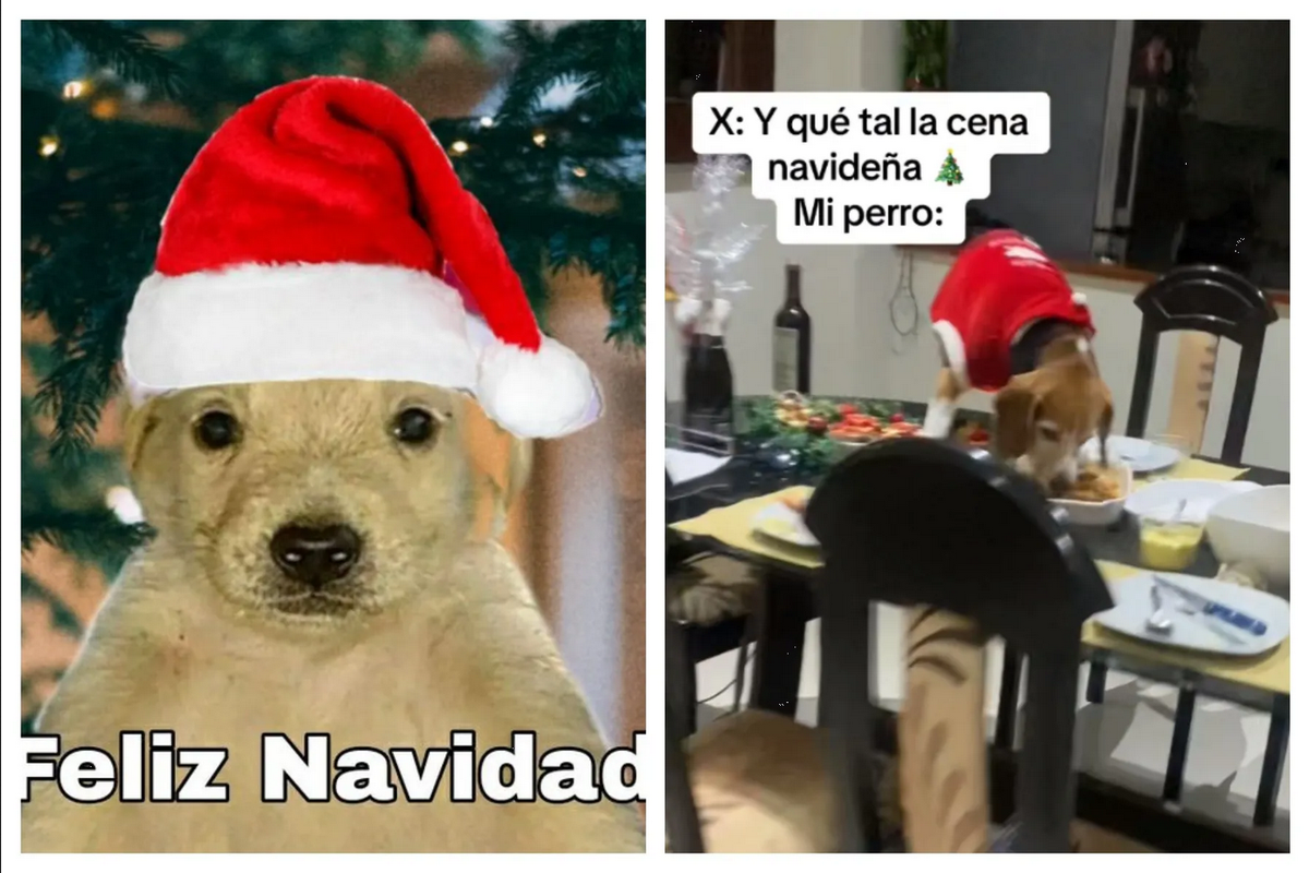 Por poco y los deja sin nada, perrito se come la cena navideña y se vuelve viral