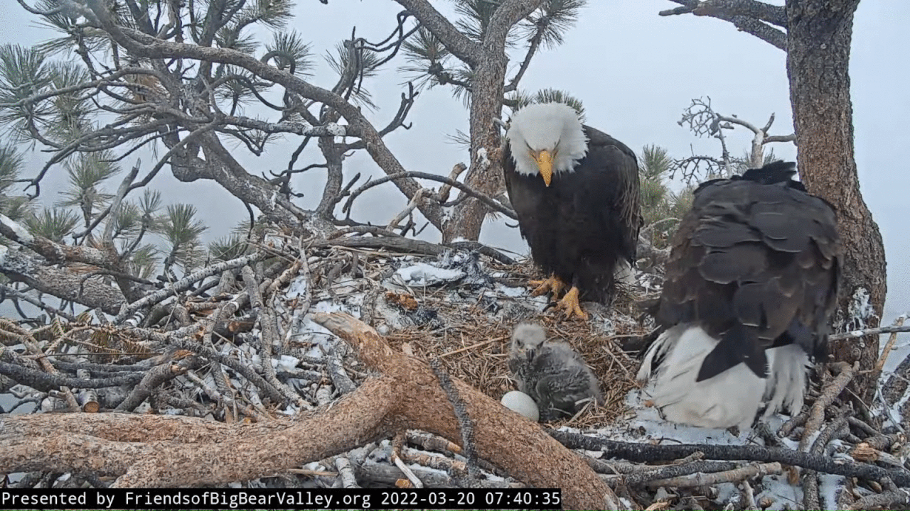 Webp.net-gifmaker (5)