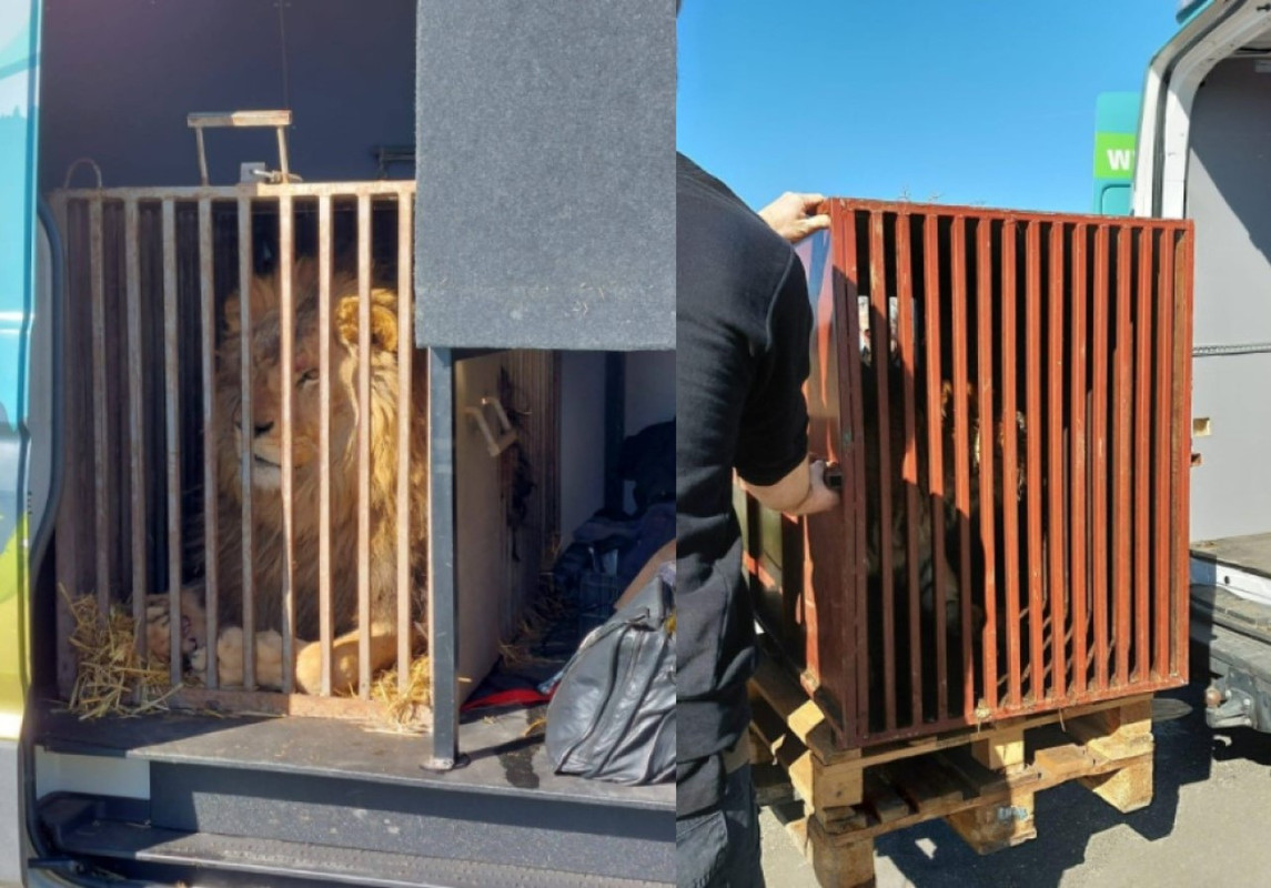 Tigres y leones ucranianos ahora son refugiados en Países Bajos