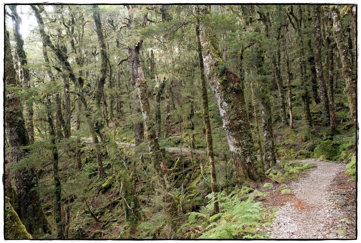The Old Ghost Road (marzo 2024) - Escapadas y rutas por la Nueva Zelanda menos conocida (21)