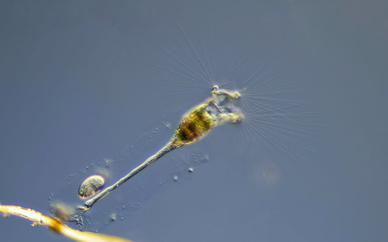 Collotheca 01 (ev) ornata Reusen Lappen mit Wimperborsten DIK 40 Potzenberg-Z7