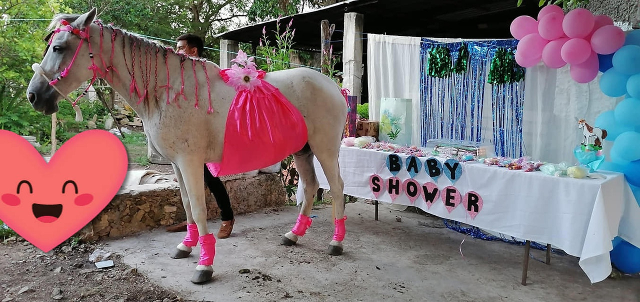 Familia en Yucatán celebra baby shower a su yegua y se vuelve viral