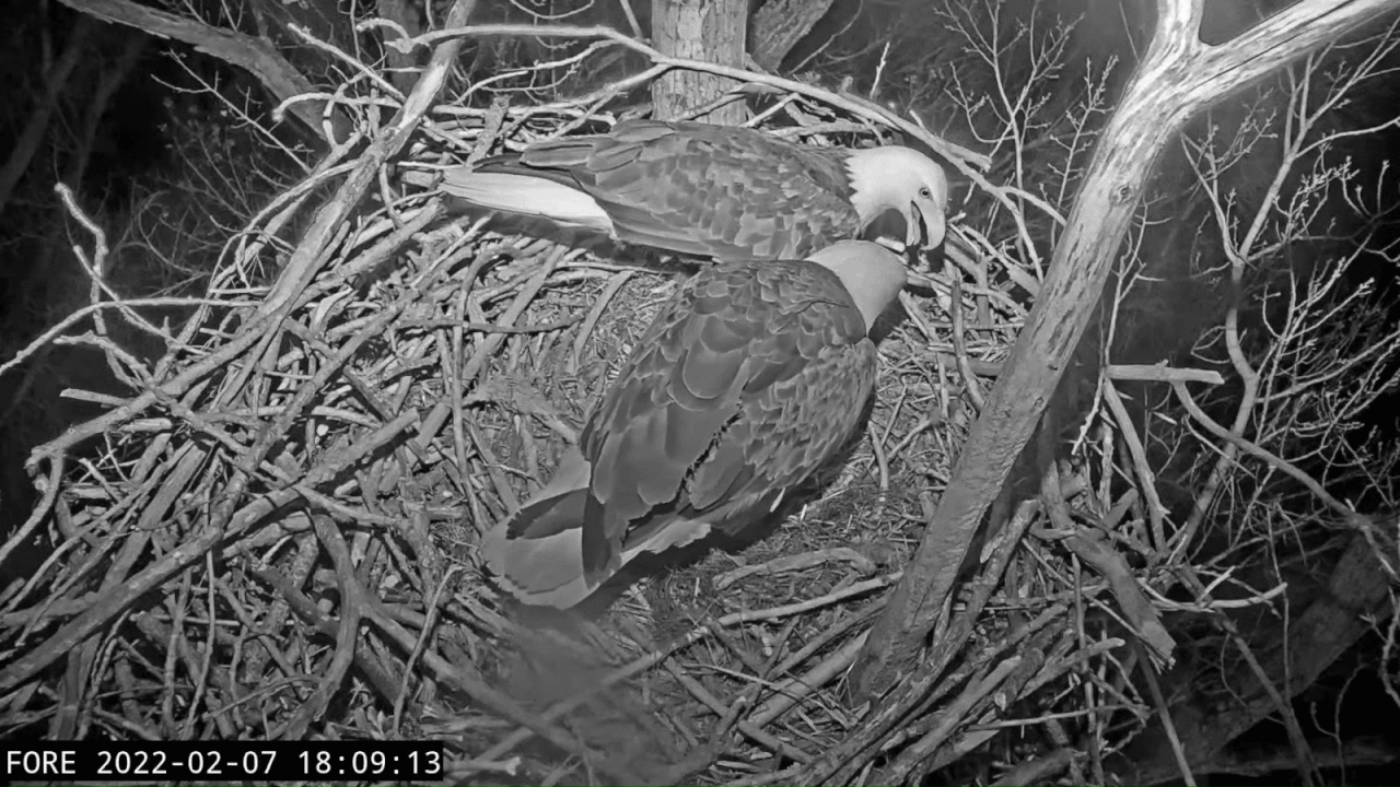 Webp.net-gifmaker (2)