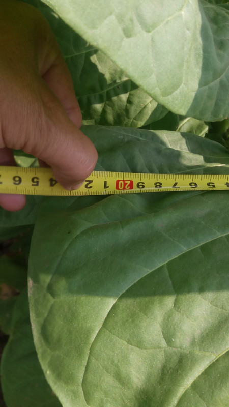 басма бафра 3б