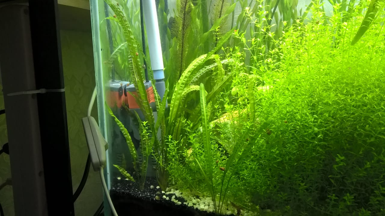 Криптокорина