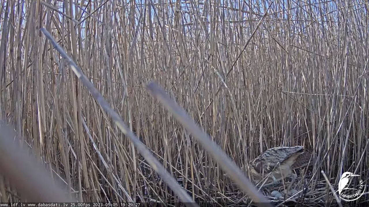 Lielais dumpis (Botaurus stellaris) Engurē - LDF tiešraide 9-59-12 screenshot