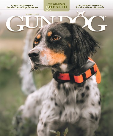 Gun Dog - Summer / 2023