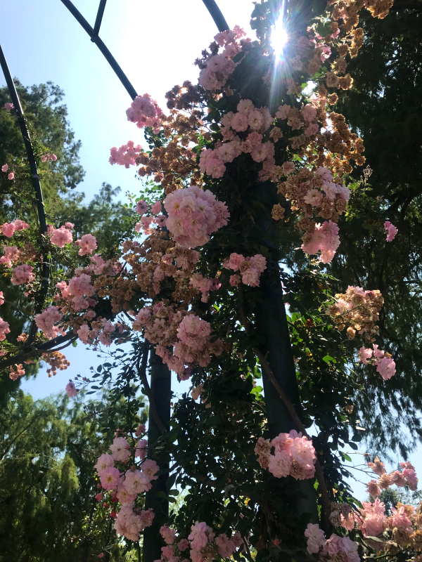 perfume breeze