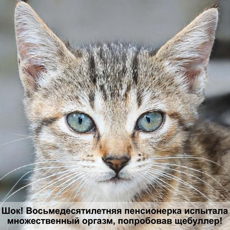 домики для кошек своими руками инструкция