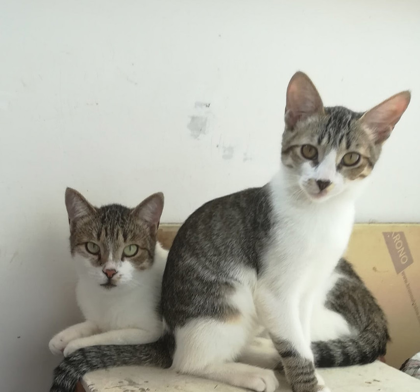 дина и Вася