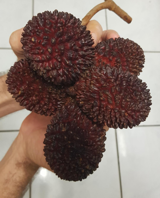 a pulasan2
