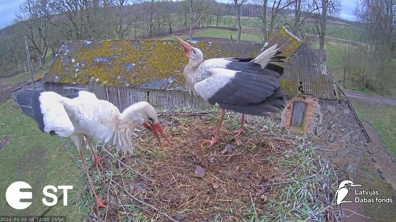 Baltie stārķi (Ciconia ciconia) Tukuma novadā - LDF tiešraide __ White storks in Tukums, Latvia 11-2
