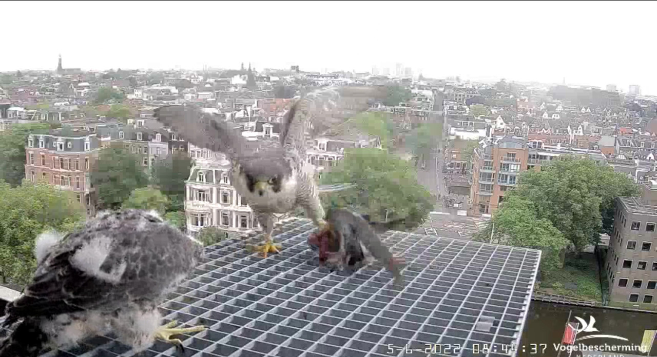 Amsterdam/Rijksmuseum screenshots © Beleef de Lente/Vogelbescherming Nederland - Pagina 18 Video-2022-06-05-085654-Moment