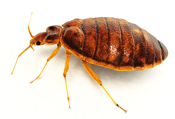 Bed-Bug-Treatment-9.jpg