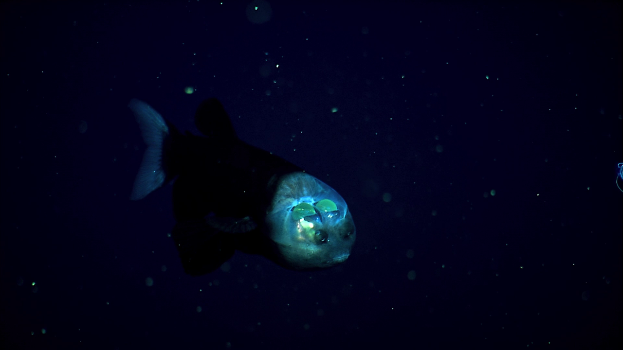 vlcsnap-2023-02-12-17h01m29s015