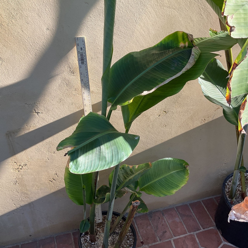 c0c62d8f2d00417ca12d69a5afcfad56