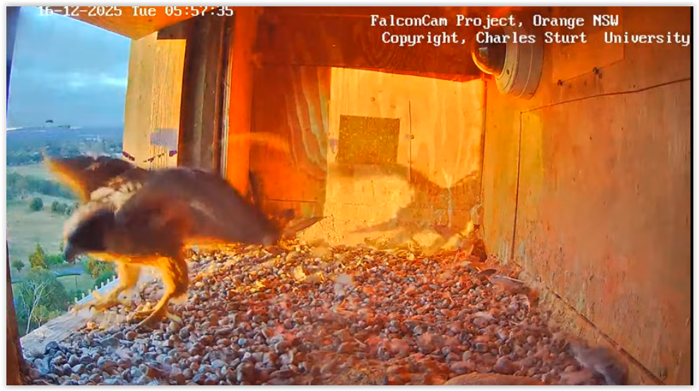 Screen Shot 12 16 25 at 06 05 PM